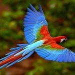 Top Most Beautiful Exotic Birds In The World Red Macaw