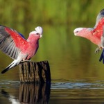 Top Ten Pet Birds List