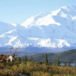Top Places to visit in Beautiful Alaska Caribou and Mount McKinley, Denali National Park, Alaska