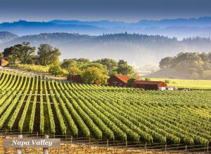 Savour the culture in Napa Valley