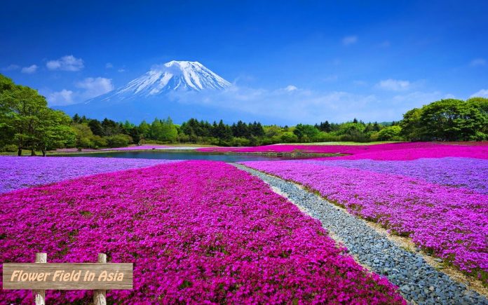 Top Flower Field in Asia