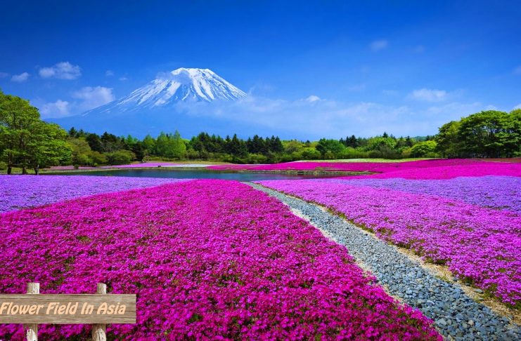 Top Flower Field in Asia