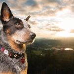 Importance of Pets for Humans Importance of Pets