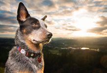 Importance of Pets for Humans Importance of Pets