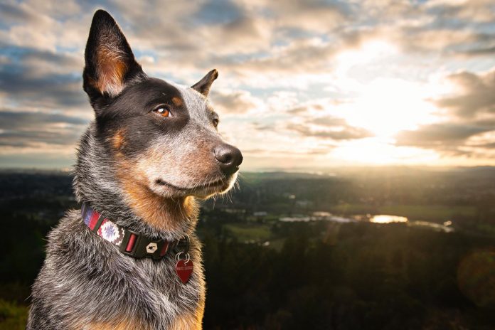Importance of Pets