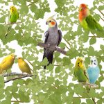 Best Pet Birds for Beginners Best Pet Birds for Beginners