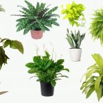 Best Indoor House Plants Best Indoor House Plants