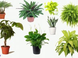 Best Indoor House Plants