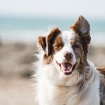 5 Startups to Own a New Pet First Time Dog Food