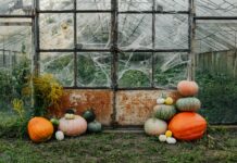 Spook Up Your Space: Essential Halloween Decorations for a Frighteningly Fun Celebration Halloween Decoration